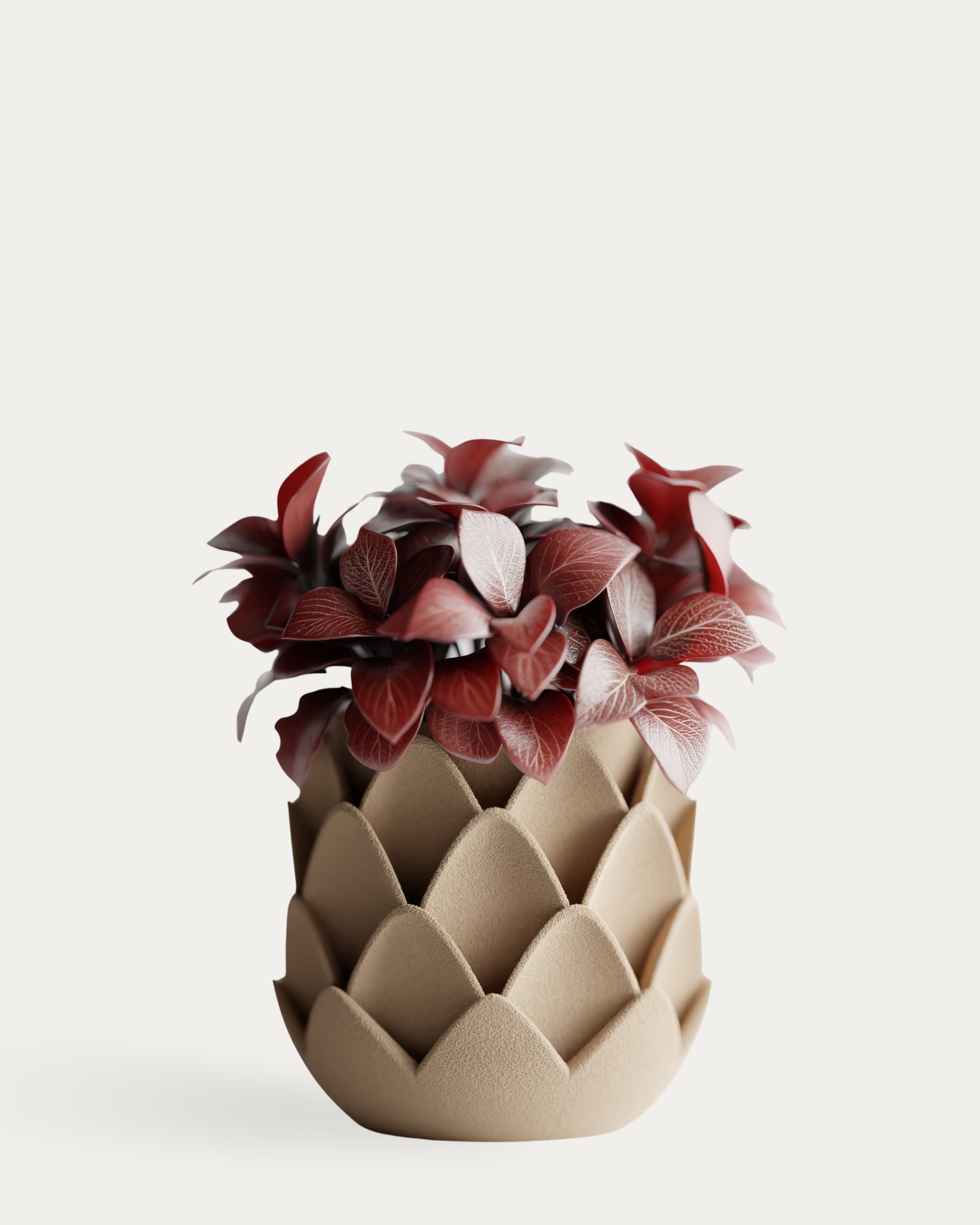Phyllara