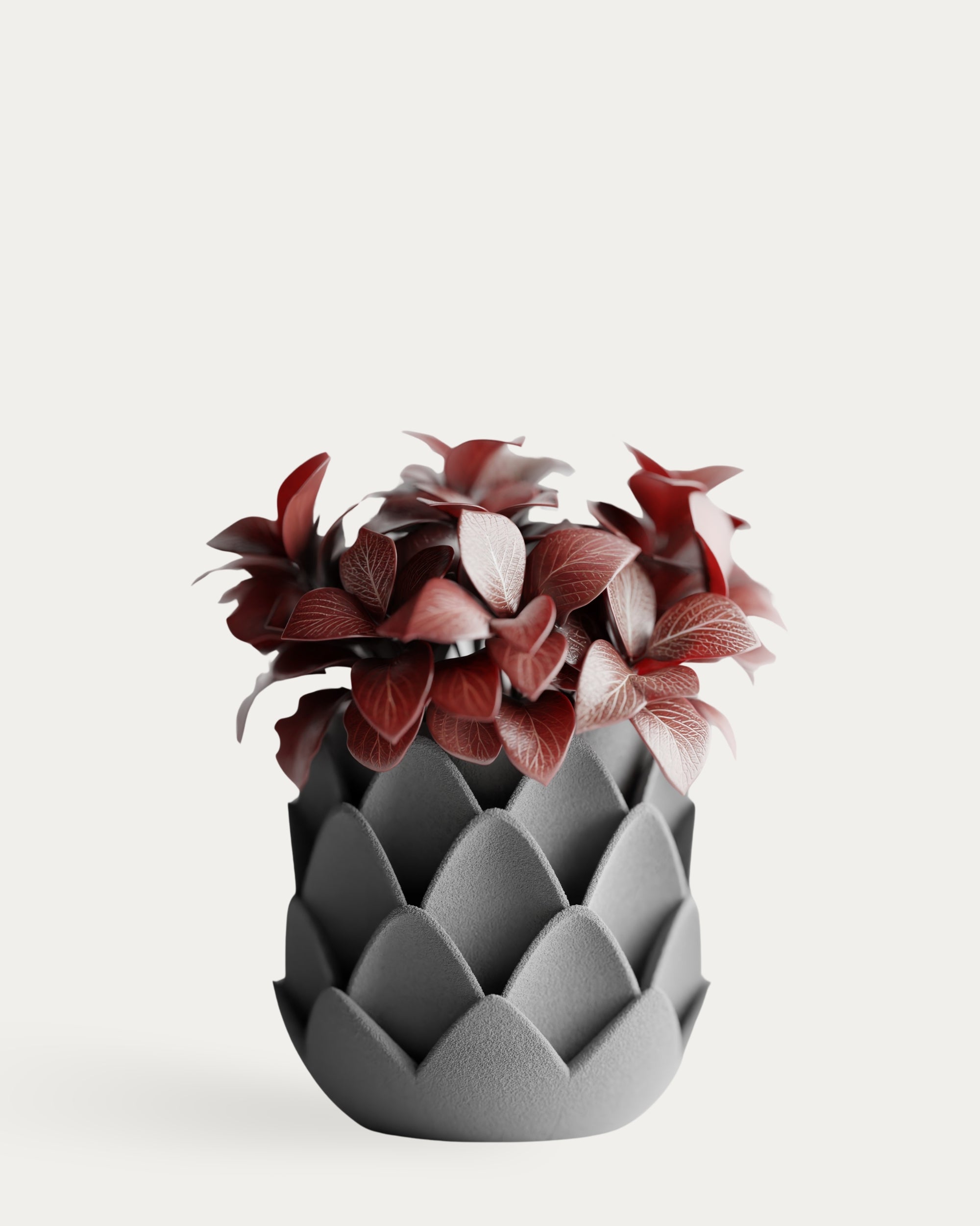 Phyllara