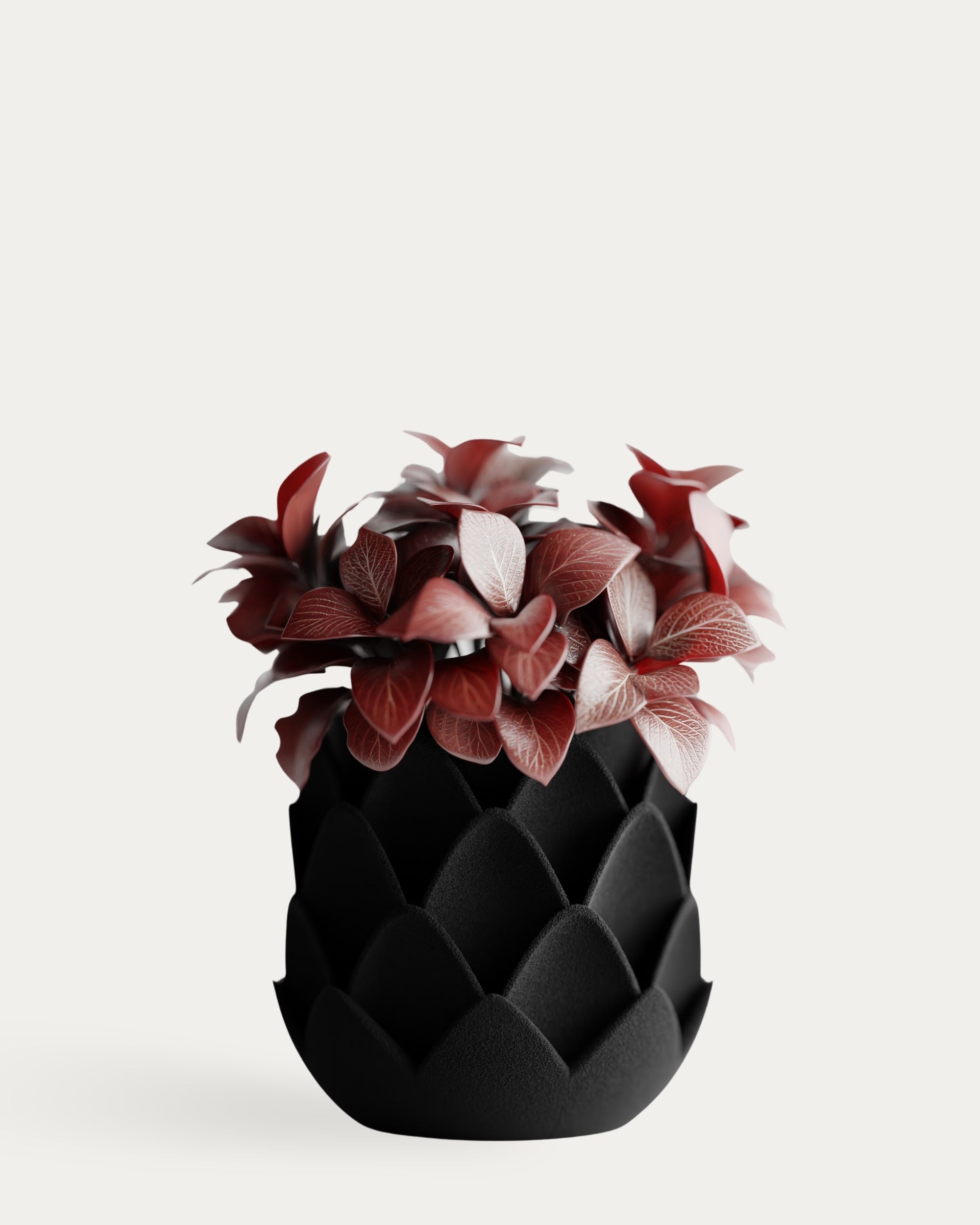 Phyllara